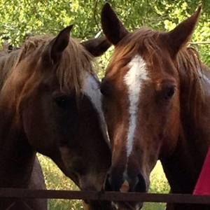 Meet your Posher, Kara